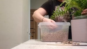 100 дней пересадки: папоротники