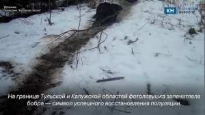 Редкие кадры бобров попали в фотоловушку в заповеднике «Калужские засеки»