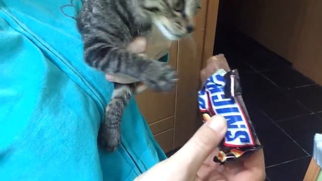 Кот-сладкоежка смотреть онлайн