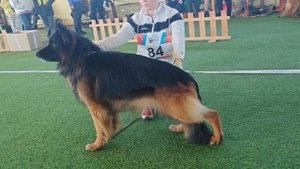 5 Отл. Regul Lait GAVRIL +++ №84 / КЧК БРОННИЦЫ 16 марта`25 P.Firic Моно немецких овчарок