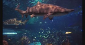 Аквариум, живые обитатели морей, релаксирующая музыка, заставка на ТВ 4K UHD Screensaver часть 3