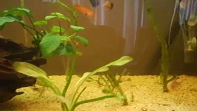 my angel aquarium.... смотреть онлайн