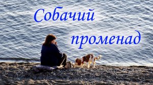 Собачий променад