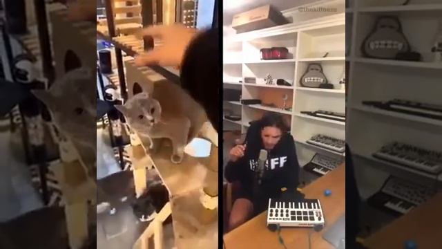 I am human, you are cat. Meow song. The cat is singing. Cat's song. Funny track of cat meow смотреть онлайн