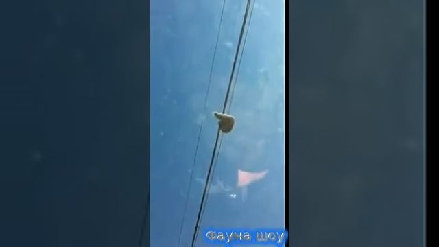 Фауна шоу-29