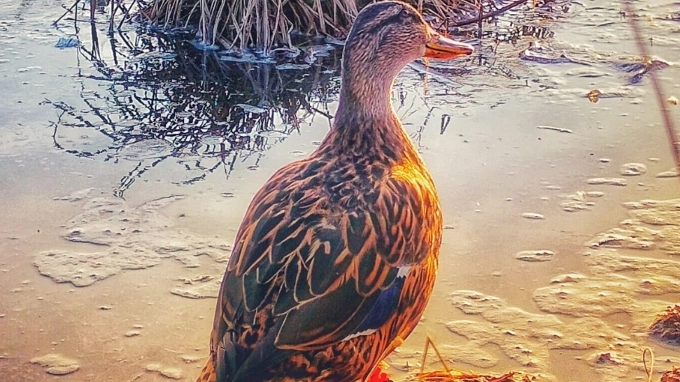 Вызаривание подсадной утки 2025 смотреть онлайн