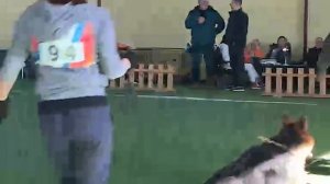 ЩЕНКИ СУКИ ДШ 2 / КЧК БРОННИЦЫ 16 марта`25 P.Firic Моно немецких овчарок