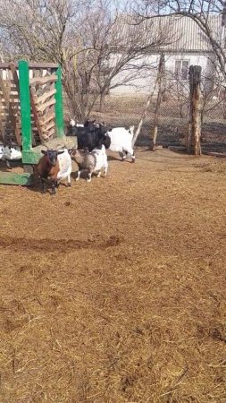 Попрыгушка