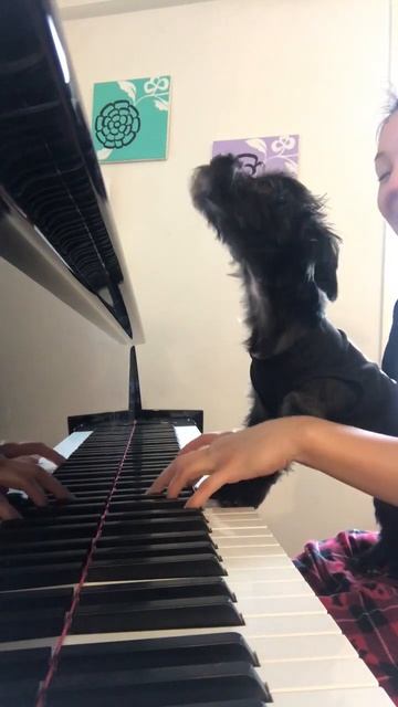 Little Dog Howls to Birthday Song | Animals Doing Things Clips