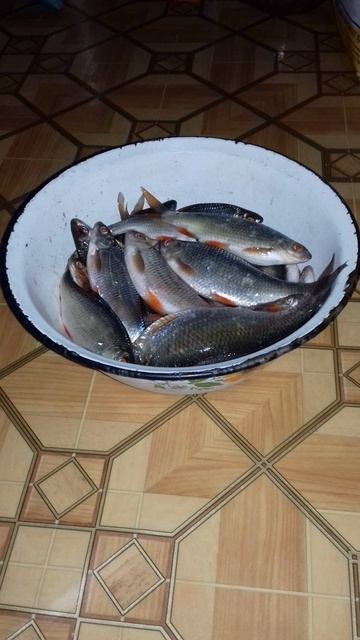 Кандрыкуль🎣 Вечерний клев👍 Мормышка 2 мм. Леска 0,085 мм. Наживка мотыль и тесто🎣