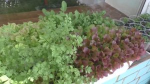 Урожай зелени на лоджии