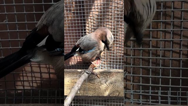 ВКУСНО СОЙКЕ 🐥🥩 смотреть онлайн