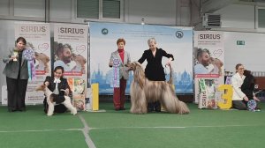 15.03.2025, СПб. Клуб "СПб КСС ДОСААФ" (РКФ, РФСС). Выставка собак "ПЕТЕРБУРГСКАЯ ВЕСНА" (САС, ЧФ)