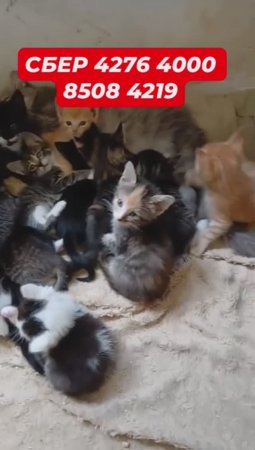 16 котят