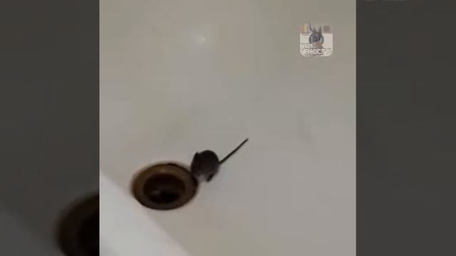 Крыса в ванной в Уссурийске смотреть онлайн