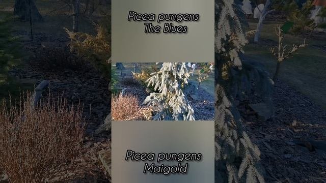 Picea pungens the Blues 🌲 Picea pungens Migold #сад #дача #garden #обзор