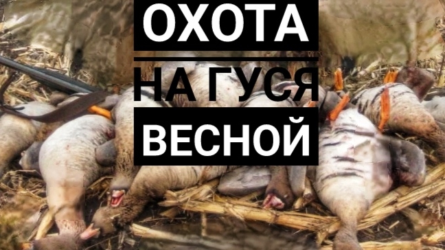 Весенняя охота на гуся в поле//Маскировка//Добыча смотреть онлайн
