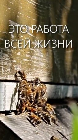 Столько пчел нужно чтобы...