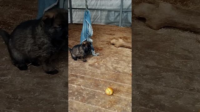 Юррашки месяц. Щенки немецкой овчарки рабочего разведения
