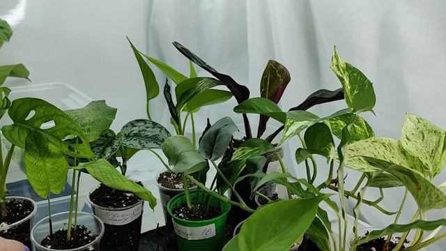 Излишки растений на 14.03.25г 🌿☘️🌿