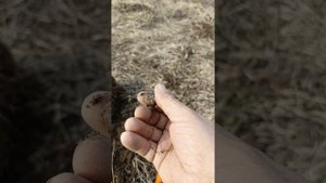 копаю после женовского праздника