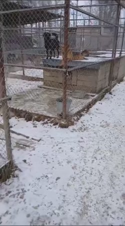 Подарите семью бездомной собаке!