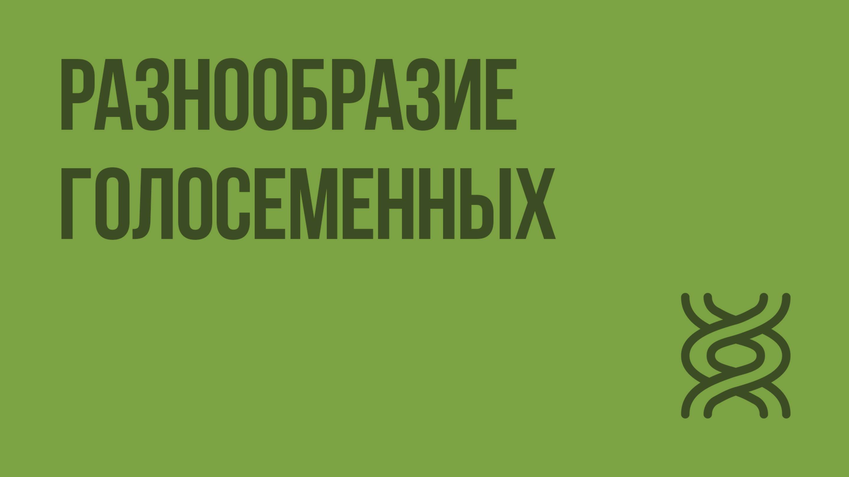 Разнообразие голосеменных. Видеоурок по биологии 5 класс