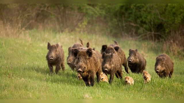 Календарь кабана на 12 месяцев смотреть онлайн