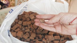 Пересадка азиатской орхидеи