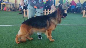 2 Отл. СС Djelari Hil OMAR SI +++ №82 / КЧК БРОННИЦЫ 16 марта`25 P.Firic Моно немецких овчарок