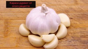 Чеснок творит чудеса для прикормки рыбы! Все караси дурели.