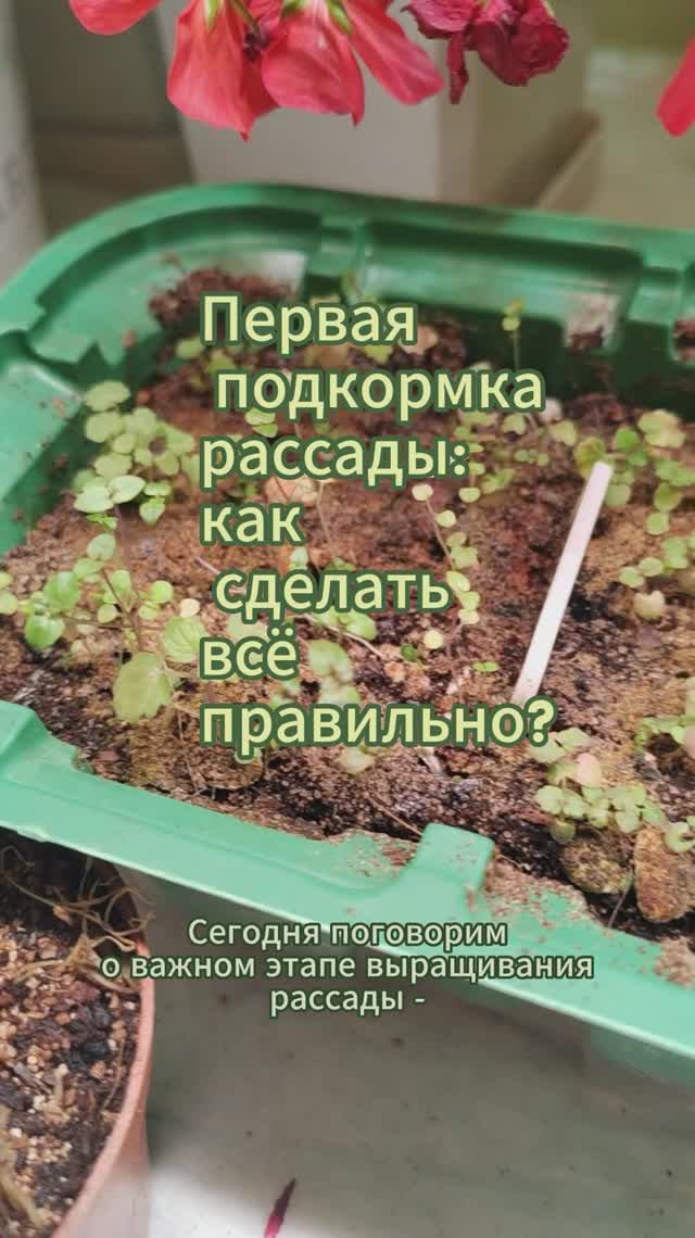 Первая подкормка рассады: как сделать всё правильно #рассада #shorts