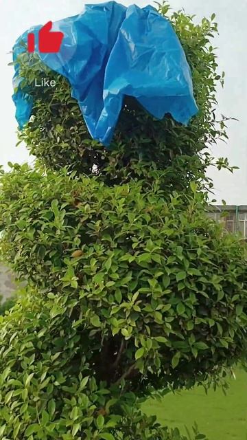 Finch extra small chicks || Barish ki zad me a gya ⛈️🌧️#shorts #viralshort #birds смотреть онлайн