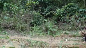 Harvesting Homegrown Chickens From The Farm And Vegetables To Sell At Market | Trieu Mai Huong