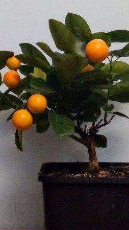 Мой комнатный каламондин 🍊 (2024) #растения