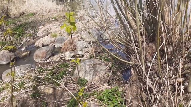 Прогулка в мае во Владимирской области. смотреть онлайн