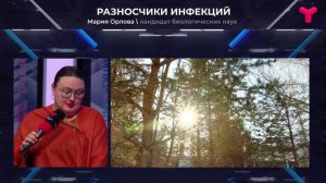 Голуби в городе