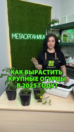 Как вырастить крупные огурцы в 2025 году