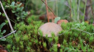 Прогулка в лес.