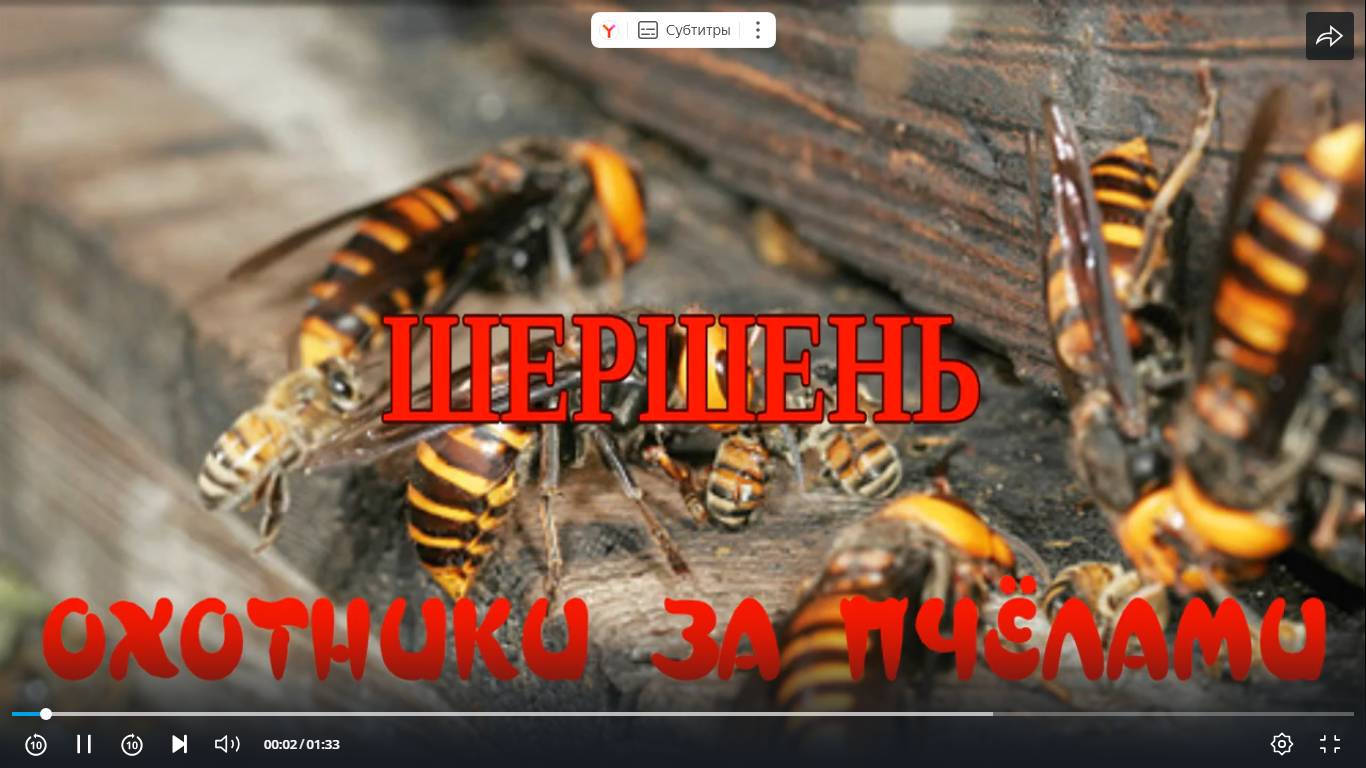 ТАКОЕ УВИДЕЛ ВПЕРВЫЕ. ОХОТНИКИ НА ПЧЁЛ. ШЕРШНИ. ШЕРШНИ НА ПАСЕКЕ. смотреть онлайн