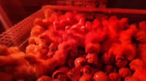 Вывод перепелят закончился, переселили в брудер.
