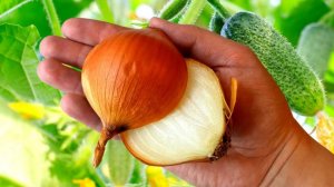 ПОЧЕМУ ОБ ЭТОМ МОЛЧАТ. ЗА НОЧЬ НАРОСЛО 20 ВЕДЕР ОГУРЦОВ ПОСЛЕ ЭТОЙ ПОДКОРМКИ!