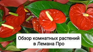 Обзор комнатных цветов в Лемана Про