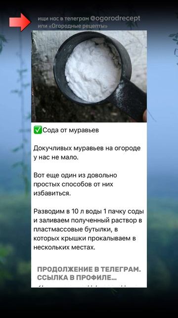 Сода от муравьёв #огород #сад #дача #муравьи смотреть онлайн