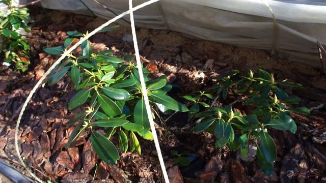 Апрельские радости. Работы в саду смотреть онлайн