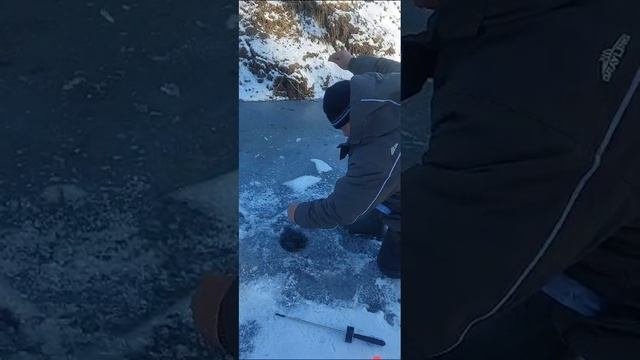 поимки форели