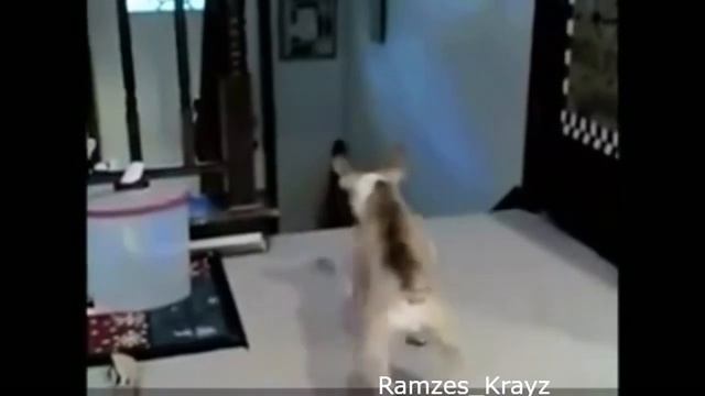 СОБАЧИЙ КРИК СТРАХА, кот показал кто глава в доме. смотреть онлайн