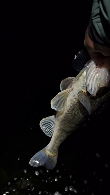 Трофейная рыбалка на Волге с гидом Spinningist63  #fishing #рыбалка #рыбалкасгидом #рыбалкавсамаре