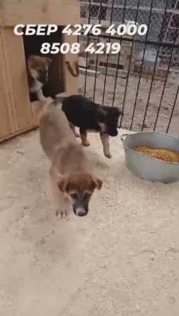 Нам нечем кормить щенков!