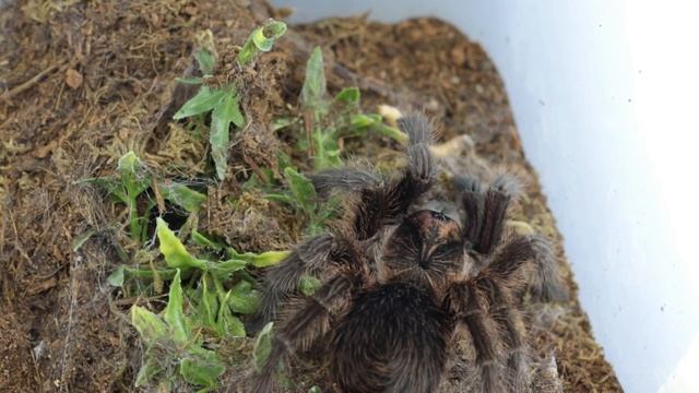 Phormictopus cancerides (Haitian Brown Bird Eater) first feeding video смотреть онлайн
